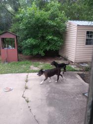 Reunited Female Dog last seen W. Ost West and Gross St, Homosassa, FL 34446