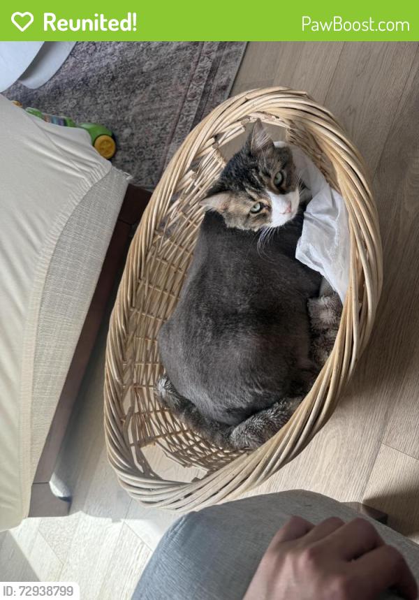 Reunited Male Cat last seen Ridgeline elementary school , Highland, UT 84003