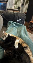 Lost Female Cat last seen Gateway Dr and Harrison Street , Leesburg, VA 20175