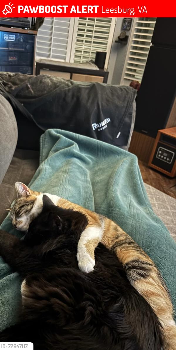 Lost Female Cat last seen Gateway Dr and Harrison Street , Leesburg, VA 20175