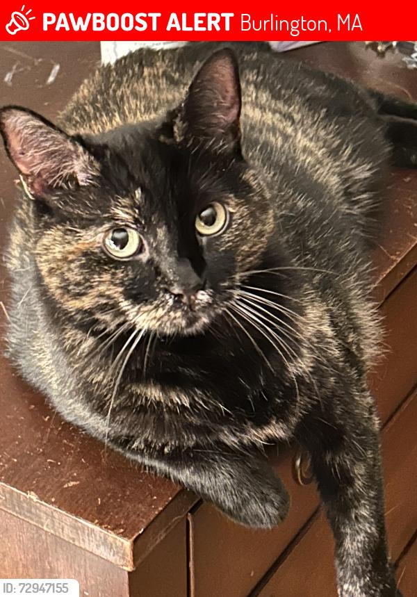 Lost Female Cat last seen Glen Ave and Ardmore, Burlington, MA 01803