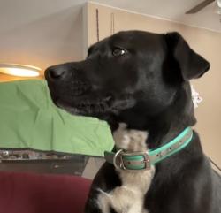 Lost Female Dog last seen Hicone/ Mcknight Mill Road area, Greensboro, NC 27405