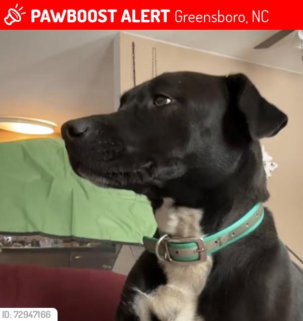 Lost Female Dog last seen Hicone/ Mcknight Mill Road area, Greensboro, NC 27405