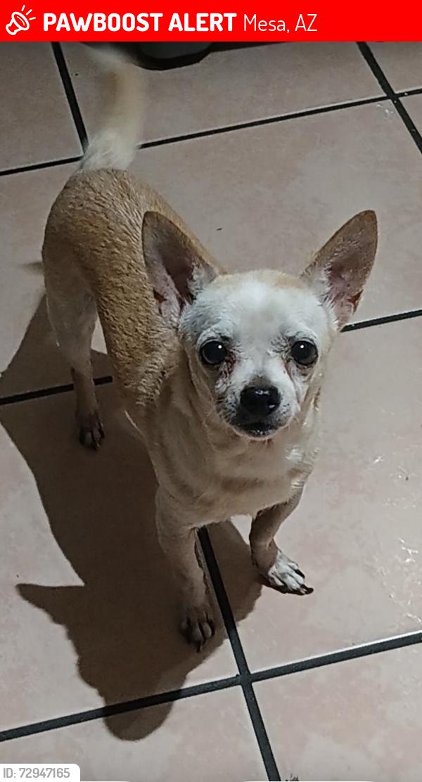 Lost Female Dog last seen Near N Ash Mesa Az , Mesa, AZ 85201