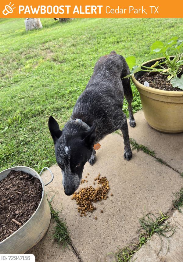 Surrendered Unknown Dog last seen Deerfield Park Dr., Cedar Park, TX 78613