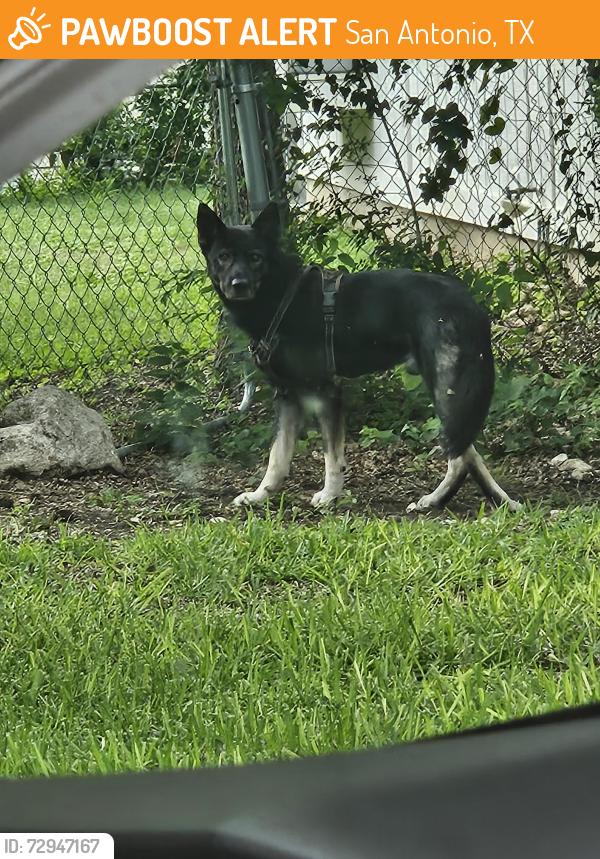 Found/Stray Unknown Dog last seen Minuteman dr. San antonio,tx, San Antonio, TX 78233