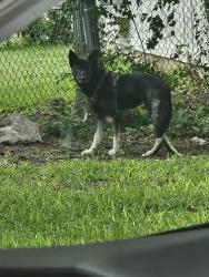 Found/Stray Unknown Dog last seen Minuteman dr. San antonio,tx, San Antonio, TX 78233