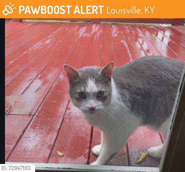 Found/Stray Male Cat last seen Ballardsville/Hitt Creek, Louisville, KY 40241