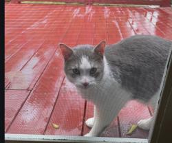 Found/Stray Male Cat last seen Ballardsville/Hitt Creek, Louisville, KY 40241
