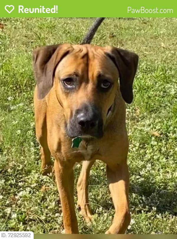 Reunited Male Dog last seen S Fiske Blvd, Rockledge, FL 32955