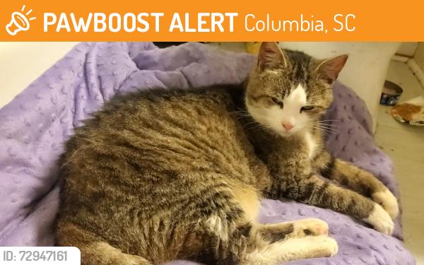 Found/Stray Female Cat last seen Target shopping center, Columbia, SC 29209