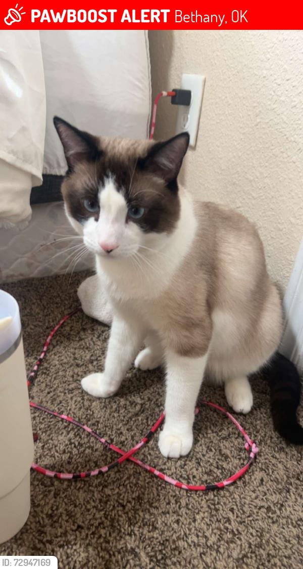Lost Male Cat last seen Rockwell & 36th mueller & 35th st, Bethany, OK 73008