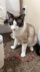 Lost Male Cat last seen Rockwell & 36th mueller & 35th st, Bethany, OK 73008