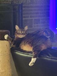 Reunited Male Cat last seen Near Admiralty Way, Lynnwood, WA 98087, USA, Lynnwood, WA 98087