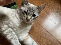Reunited Female Cat last seen East of Glen Springs Elementary, Gainesville, FL 32605