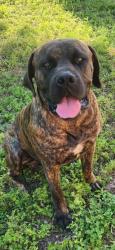 Found/Stray Male Dog last seen Woodard and 67, Cleburne, TX 76033