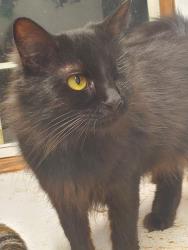 Reunited Female Cat last seen Near Sloan Road, Woodruff, Woodruff, SC 29388