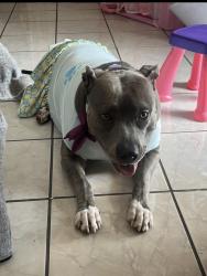 Reunited Female Dog last seen Near Briargate Dr, San Antonio, TX 78230, USA, San Antonio, TX 78230