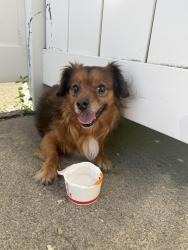 Found/Stray Male Dog last seen Secor, Toledo, OH 43606
