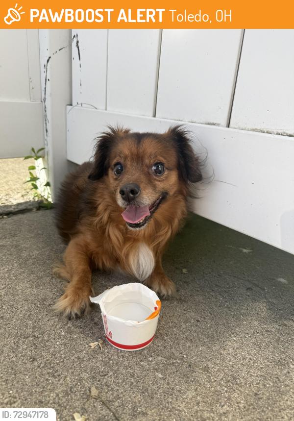 Found/Stray Male Dog last seen Secor, Toledo, OH 43606