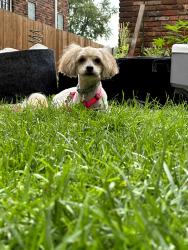 Lost Female Dog last seen Maiden and Gunston, Detroit, MI 48213