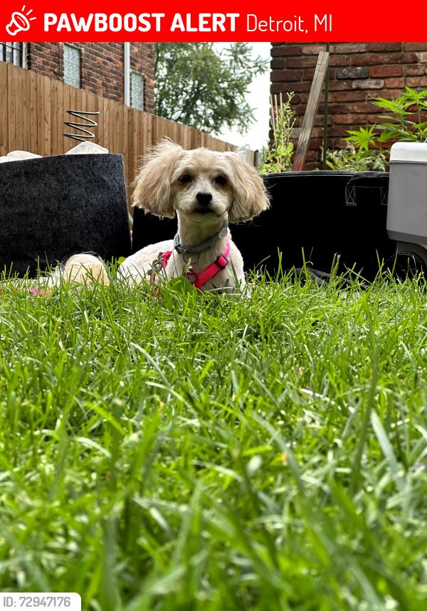 Lost Female Dog last seen Maiden and Gunston, Detroit, MI 48213