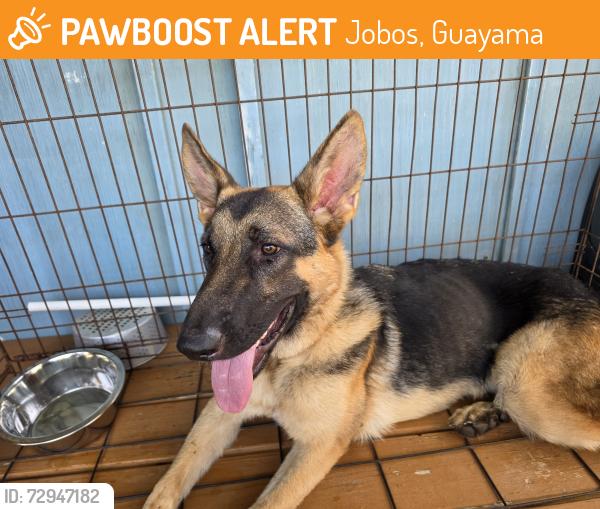 Rehomed Male Dog last seen Entrance to pozuelo guayama, Jobos, Guayama 00784