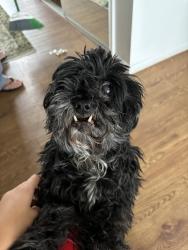 Reunited Female Dog last seen Menual and Wyoming, Albuquerque, NM 87110