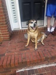 Reunited Female Dog last seen bridle ridge drive , Suwanee, GA 30024
