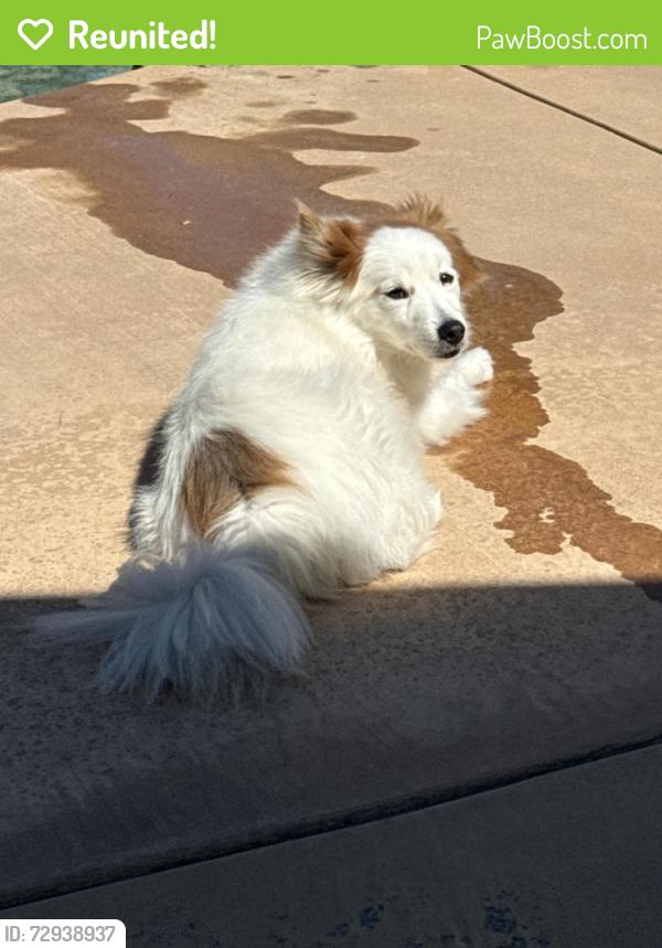 Reunited Male Dog last seen Aggazzotti rd & Colonbero rd, Etiwanda, CA 91739