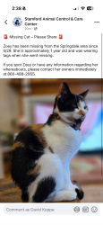 Reunited Female Cat last seen Sleepy Hollow Lane and Haig Avenue, Stamford, CT 06907