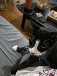 Reunited Male Cat last seen U.S 1 and 19th, Hollywood, FL 33020