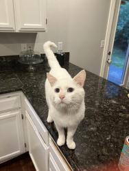 Found/Stray Male Cat last seen Wildwood, Puyallup, WA 98374