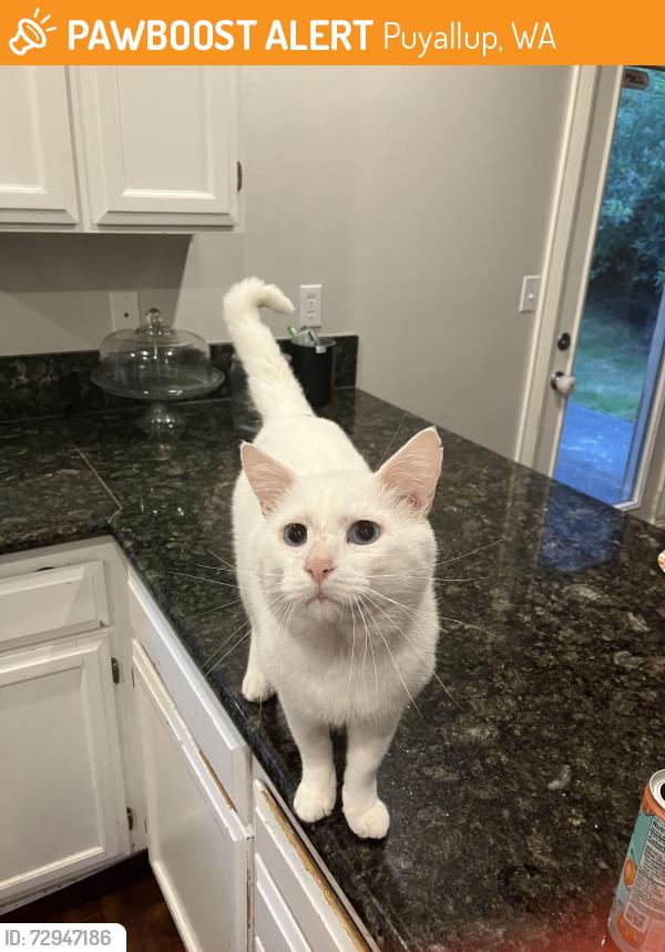 Found/Stray Male Cat last seen Wildwood, Puyallup, WA 98374