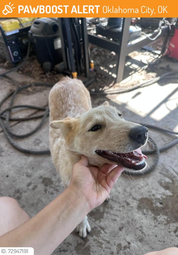 Found/Stray Female Dog last seen Villa ave and 89th st, Oklahoma City, OK 73159