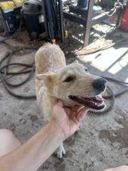 Found/Stray Female Dog last seen Villa ave and 89th st, Oklahoma City, OK 73159
