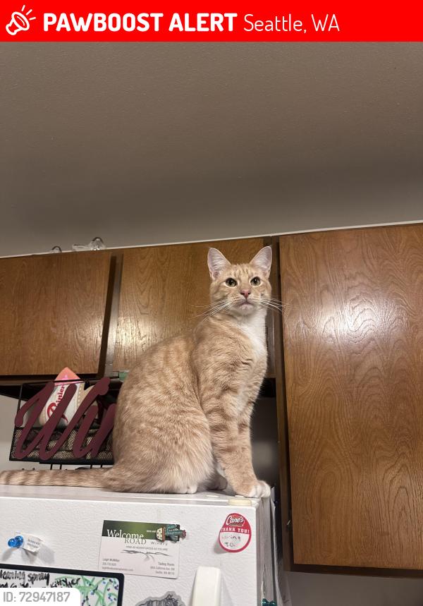 Lost Male Cat last seen California Ave SW and SW Manning St, Seattle, WA 98116
