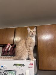 Lost Male Cat last seen California Ave SW and SW Manning St, Seattle, WA 98116