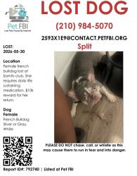 Reunited Female Dog last seen Sam’s Club, San Antonio, TX 78229
