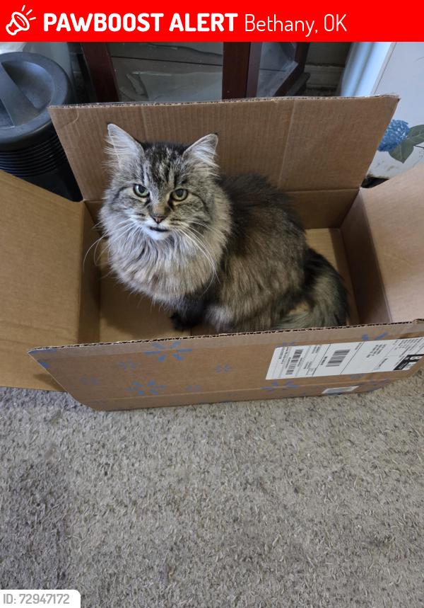 Lost Female Cat last seen Hammond , Bethany, OK 73008