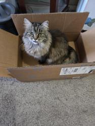 Lost Female Cat last seen Hammond , Bethany, OK 73008