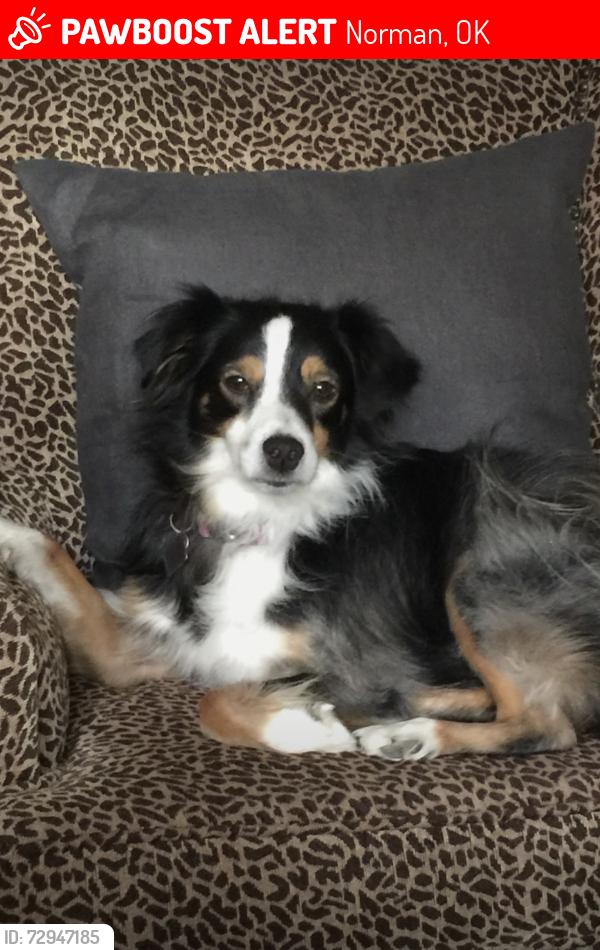 Lost Female Dog last seen Berry Rd. , Norman, OK 73069