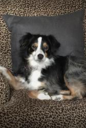 Lost Female Dog last seen Berry Rd. , Norman, OK 73069