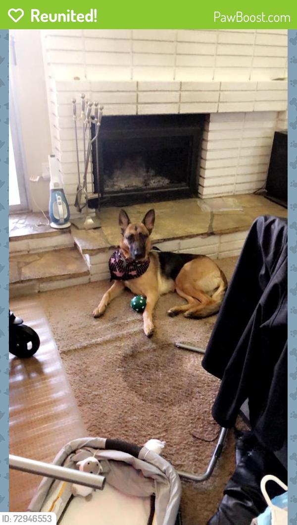 Reunited Female Dog last seen Tree line and wildcat way , Las Vegas, NV 89142