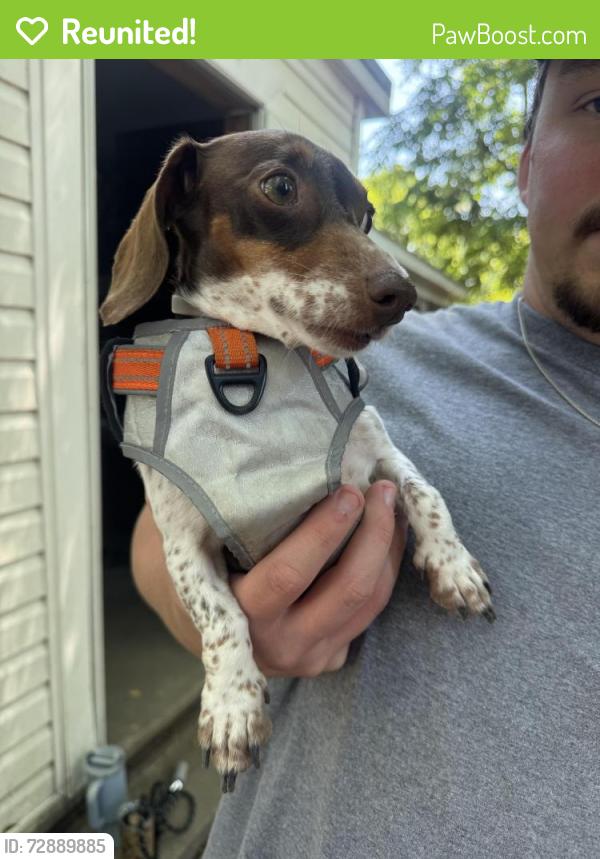 Reunited Female Dog last seen Boyd Lee Park, Pitt County, NC 28590