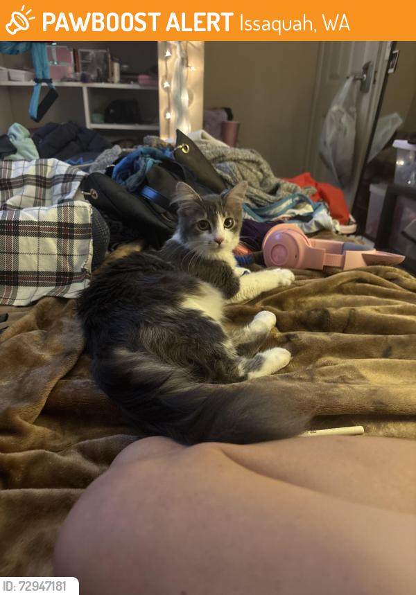 Found/Stray Female Cat last seen Se may valley road, Issaquah, WA 98027