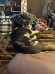 Found/Stray Female Cat last seen Se may valley road, Issaquah, WA 98027