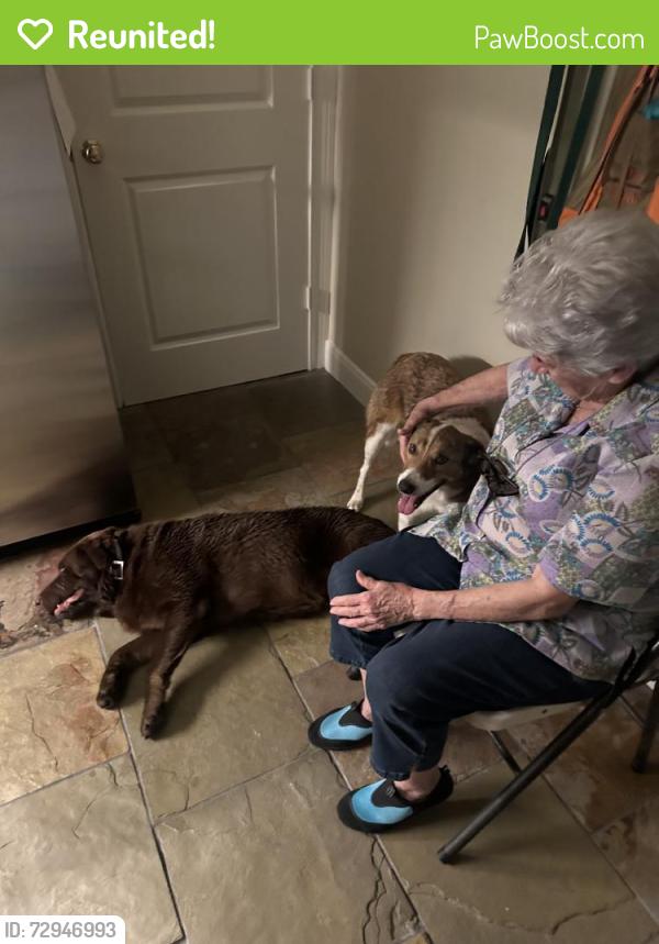 Reunited Male Dog last seen Lakeside Green, Texas 77355, USA, Montgomery County, TX 77355