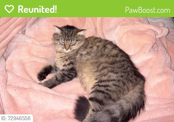 Reunited Male Cat last seen Bailey and graham, Cuyahoga Falls, OH 44221