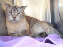 Shelter Stray Male Cat last seen HOWE AVE/EDISON AVE,, Sacramento, CA 95827